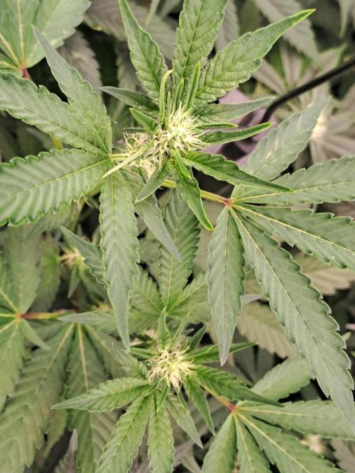 Grape Frappé. Week 12 - 18/01 Last day of the week 3. 21 Days since the switch in 12/12