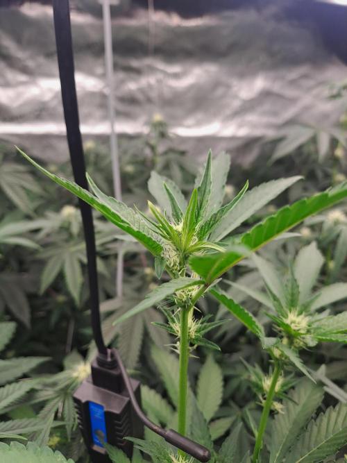 Grape Frappé. Week 12 - 18/01 Last day of the week 3. 21 Days since the switch in 12/12