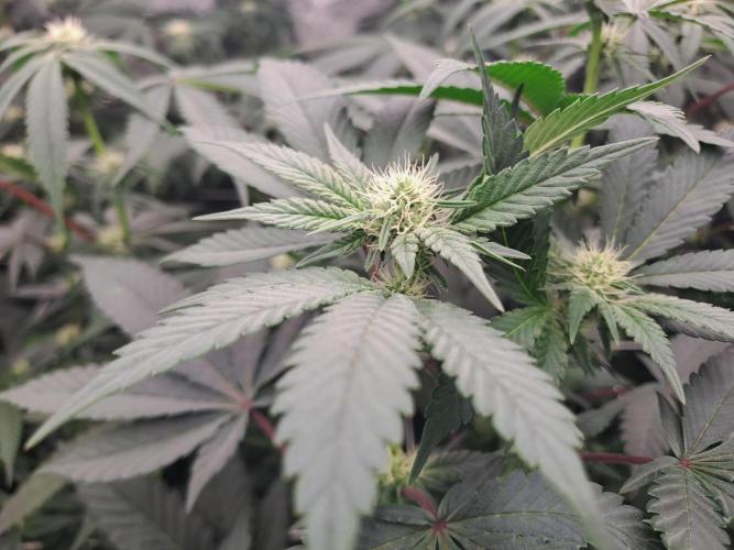 Grape Frappé. Week 12 - 18/01 Last day of the week 3. 21 Days since the switch in 12/12