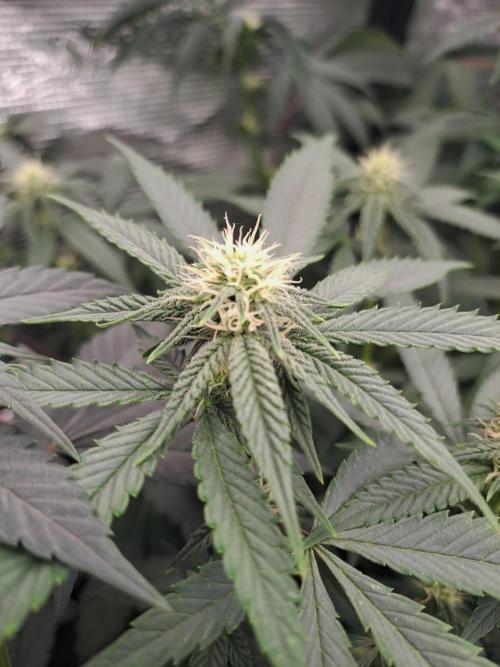 Grape Frappé. Week 12 - 18/01 Last day of the week 3. 21 Days since the switch in 12/12