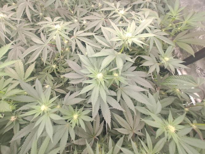 Grape Frappé. Week 12 - 18/01 Last day of the week 3. 21 Days since the switch in 12/12