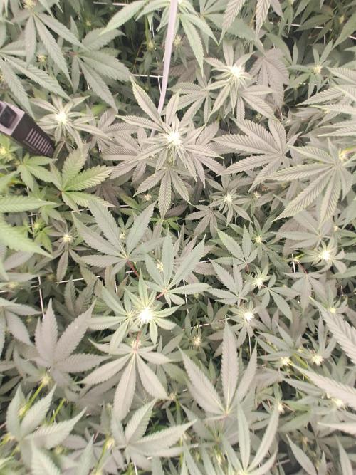 Tiger Paws/Velvet Cream. Week 12 - 18/01 Last day of the week 3. 21 Days since the switch in 12/12