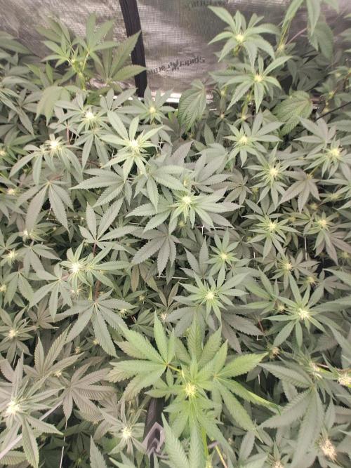 Tiger Paws/Velvet Cream. Week 12 - 18/01 Last day of the week 3. 21 Days since the switch in 12/12