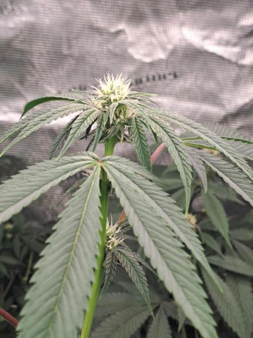 Tiger Paws/Velvet Cream. Week 12 - 18/01 Last day of the week 3. 21 Days since the switch in 12/12