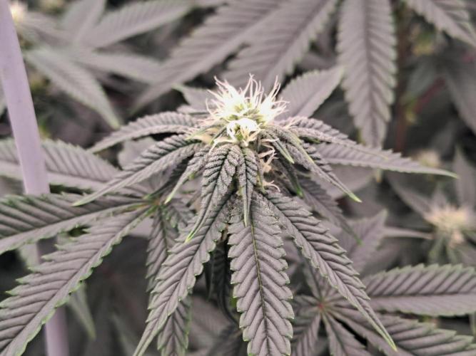 Tiger Paws/Velvet Cream. Week 12 - 18/01 Last day of the week 3. 21 Days since the switch in 12/12