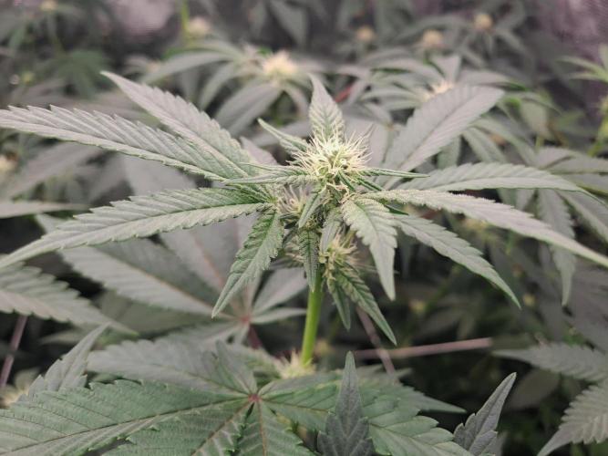 Tiger Paws/Velvet Cream. Week 12 - 18/01 Last day of the week 3. 21 Days since the switch in 12/12