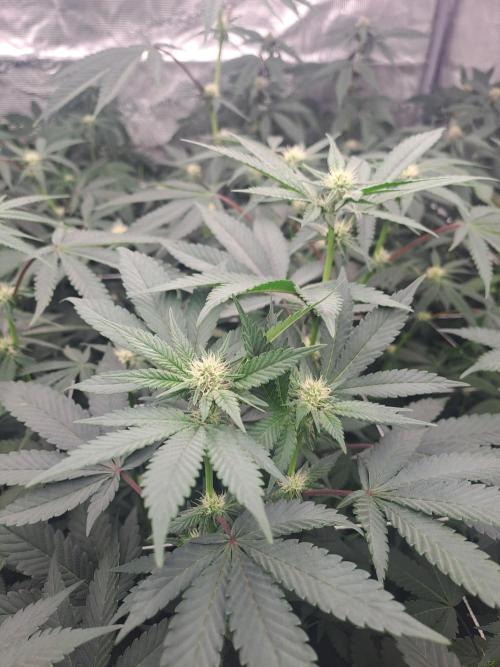 Tiger Paws/Velvet Cream. Week 12 - 18/01 Last day of the week 3. 21 Days since the switch in 12/12