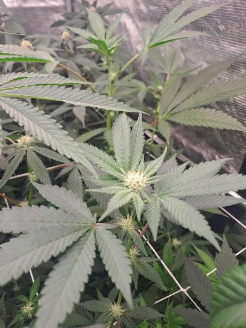 Tiger Paws/Velvet Cream. Week 12 - 18/01 Last day of the week 3. 21 Days since the switch in 12/12