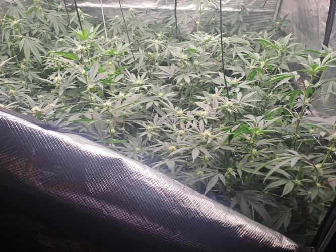 Tiger Paws/Velvet Cream. Week 12 - 18/01 Last day of the week 3. 21 Days since the switch in 12/12