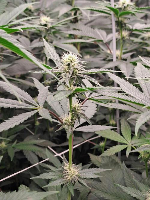 Grape Frappé. Week 13 - 19/01
22 Jours depuis le switch en 12/12