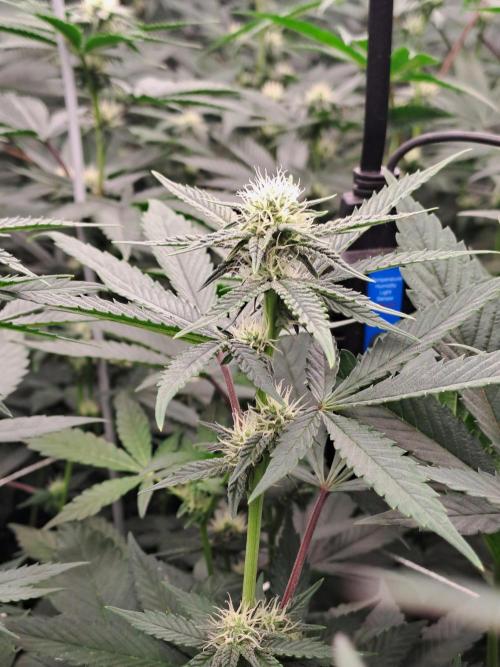 Grape Frappé. Week 13 - 19/01
22 Jours depuis le switch en 12/12