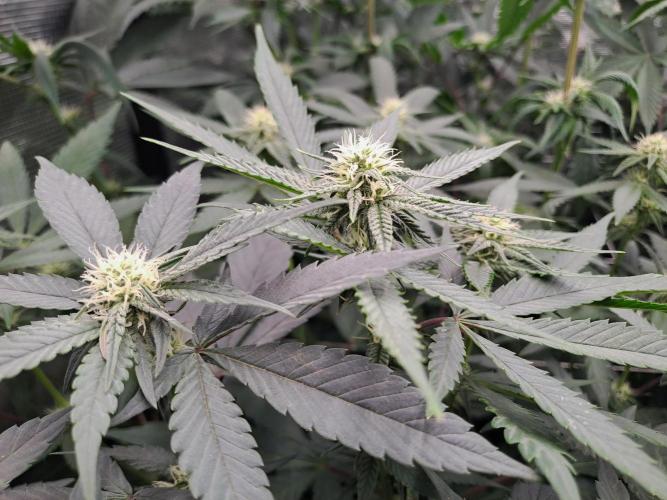 Grape Frappé. Week 13 - 19/01
22 Jours depuis le switch en 12/12