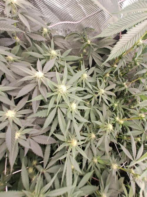 Grape Frappé. Week 13 - 19/01
22 Jours depuis le switch en 12/12