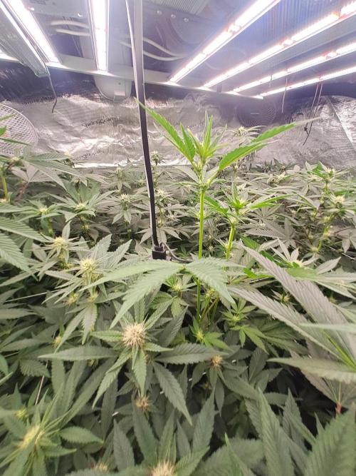 Grape Frappé. Week 13 - 19/01
22 Jours depuis le switch en 12/12