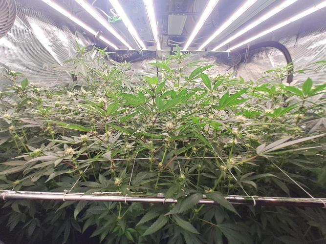 Grape Frappé. Week 13 - 19/01
22 Jours depuis le switch en 12/12