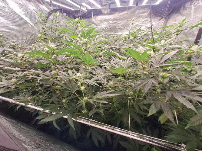 Tiger Paws/Velvet Cream. Week 13 - 19/01
22 Jours depuis le switch en 12/12