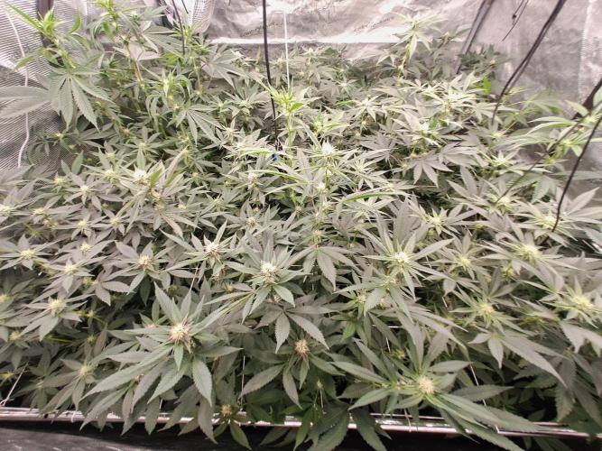 Tiger Paws/Velvet Cream. Week 13 - 19/01
22 Jours depuis le switch en 12/12