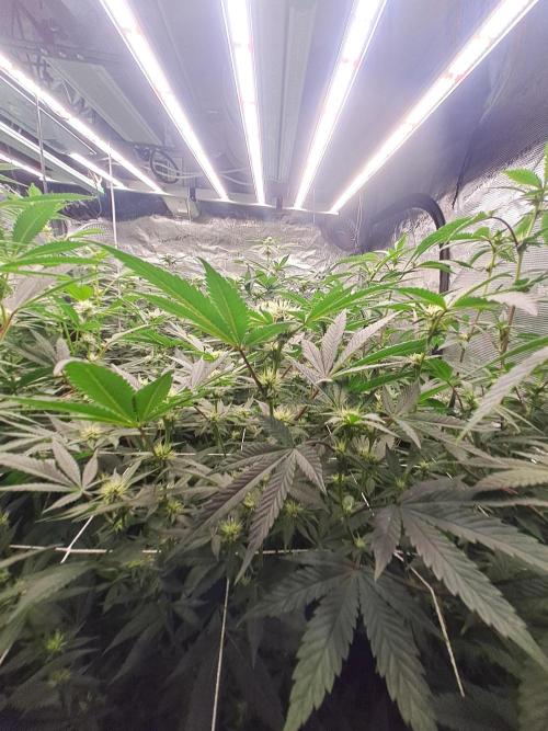 Tiger Paws/Velvet Cream. Week 13 - 19/01
22 Jours depuis le switch en 12/12