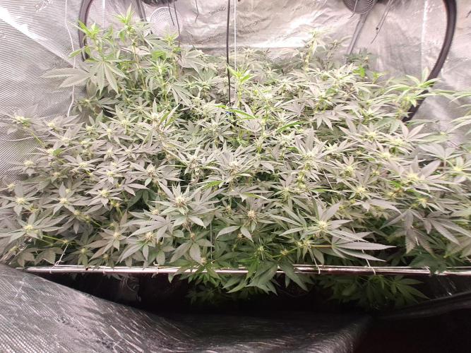 Tiger Paws/Velvet Cream. Week 13 - 19/01
22 Jours depuis le switch en 12/12