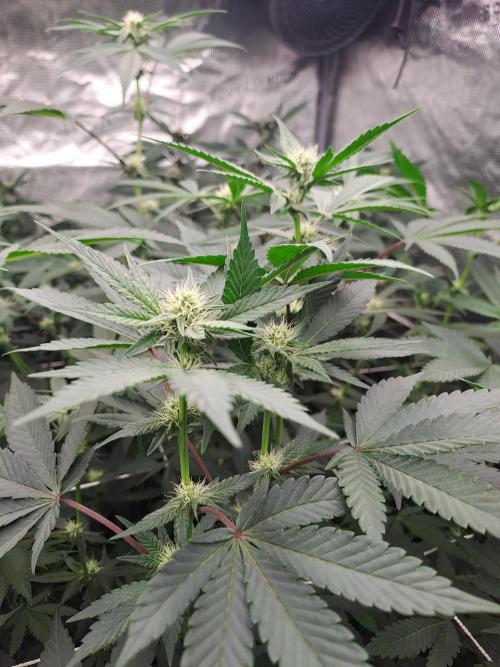 Tiger Paws/Velvet Cream. Week 13 - 19/01
22 Jours depuis le switch en 12/12