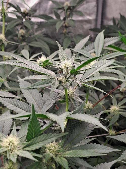 Tiger Paws/Velvet Cream. Week 13 - 19/01
22 Jours depuis le switch en 12/12