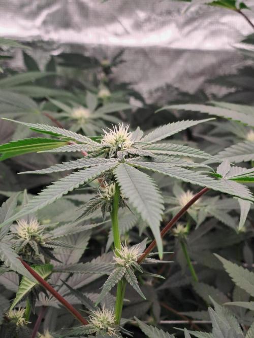 Tiger Paws/Velvet Cream. Week 13 - 19/01
22 Jours depuis le switch en 12/12