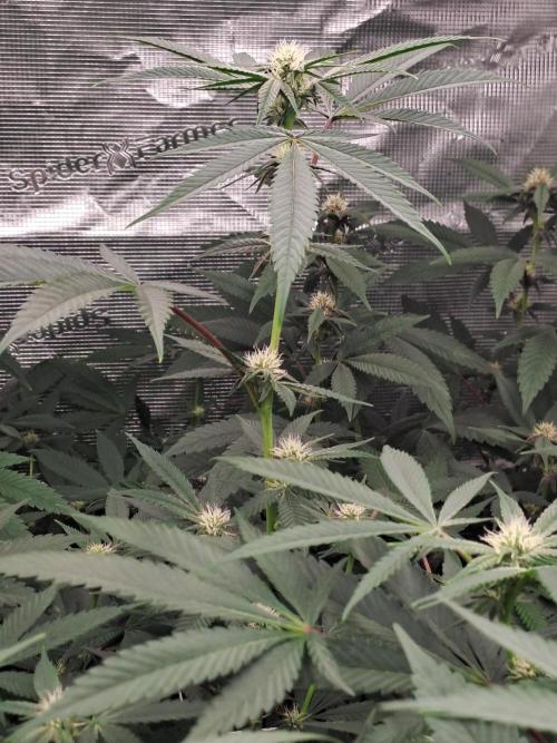 Tiger Paws/Velvet Cream. Week 13 - 19/01
22 Jours depuis le switch en 12/12