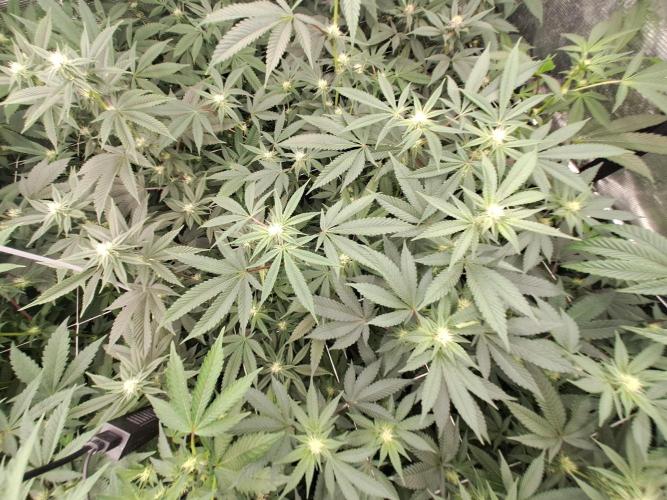 Tiger Paws/Velvet Cream. Week 13 - 19/01
22 Jours depuis le switch en 12/12