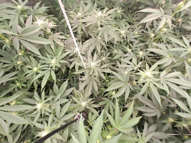 Tiger Paws/Velvet Cream. Week 13 - 19/01
22 Jours depuis le switch en 12/12