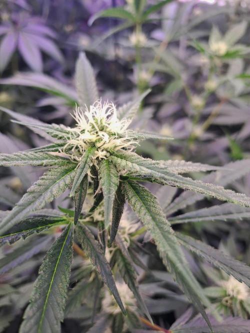 Tiger Paws/Velvet Cream. Week 13 - 22/01