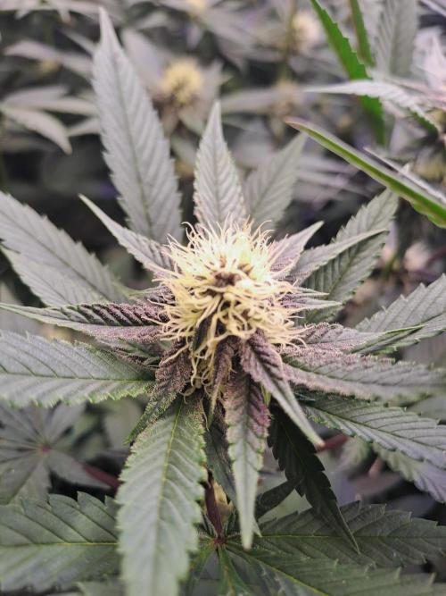 Tiger Paws/Velvet Cream. Week 13 - 22/01