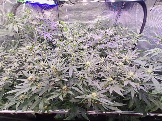 Grape Frappé. Week 13 - 22/01