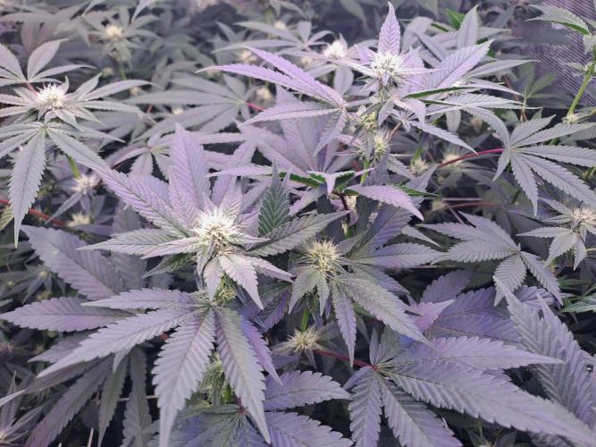 Grape Frappé. Week 13 - 22/01