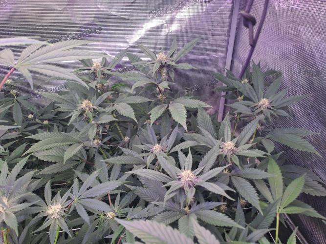 Grape Frappé. Week 13 - 22/01