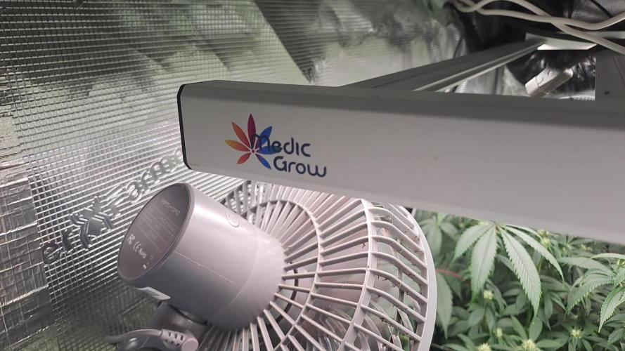 Tiger Paws/Velvet Cream