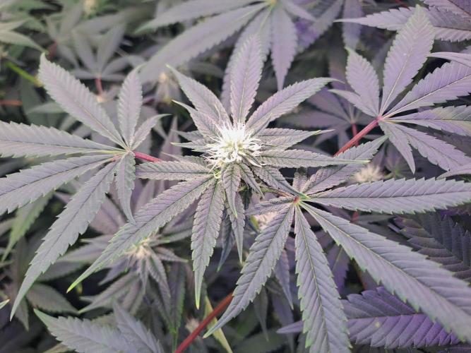 Grape Frappé. Week 13