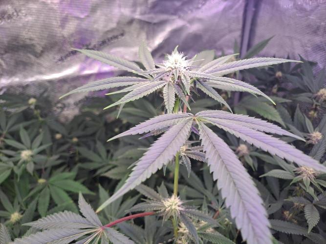 Grape Frappé. Week 13