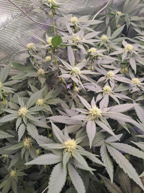 Grape Frappé. Week 13