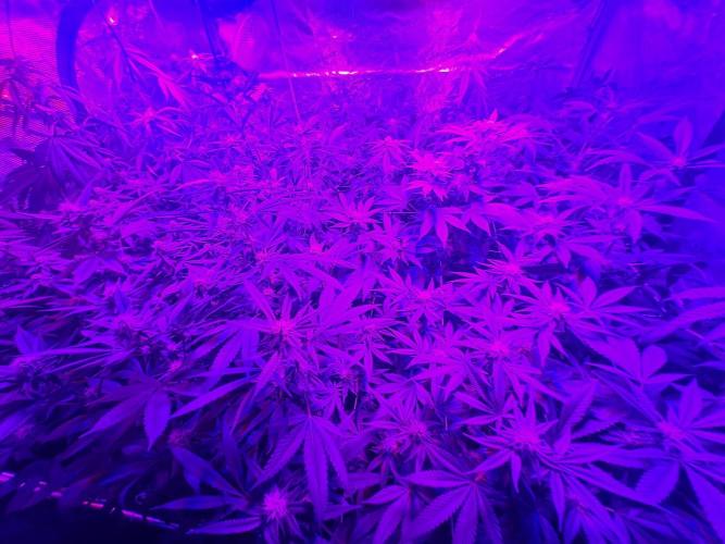 Grape Frappé. Week 13