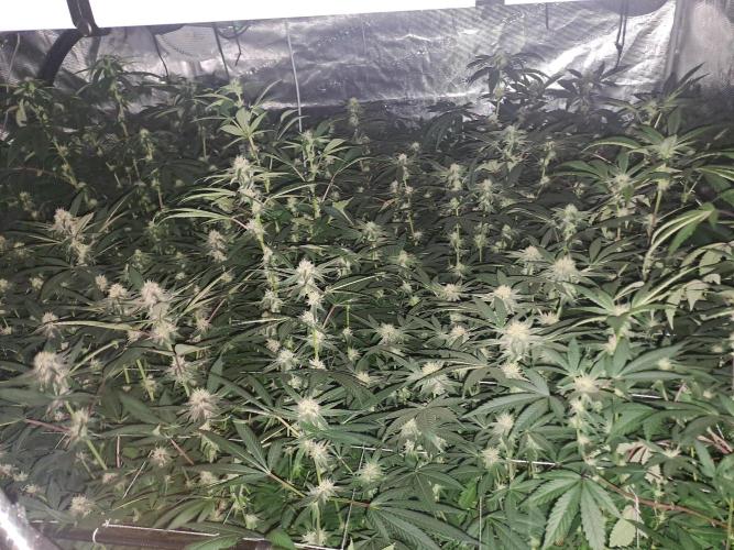 Tiger Paws/Velvet Cream. Week 14 - 26/01