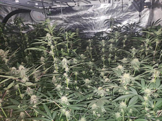 Tiger Paws/Velvet Cream. Week 14 - 26/01