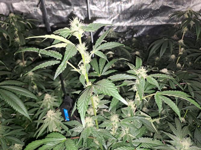 Grape Frappé. Week 14