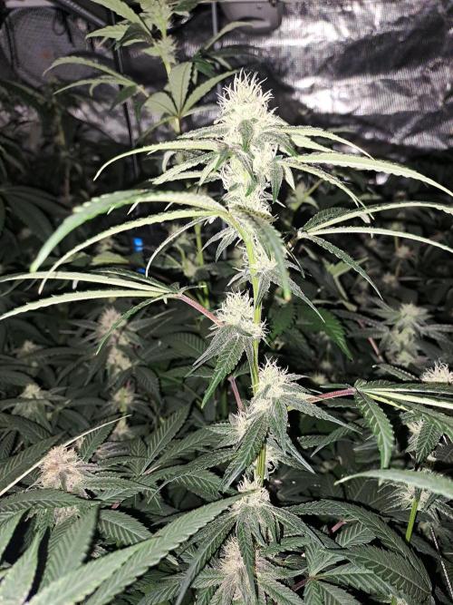 Grape Frappé. Week 14