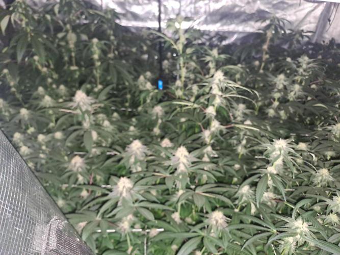 Grape Frappé. Week 14