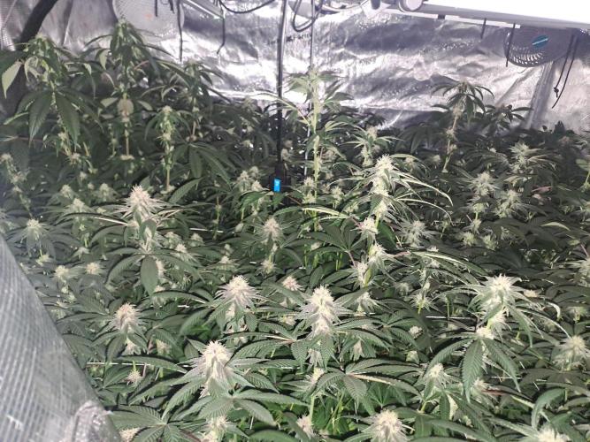 Grape Frappé. Week 14