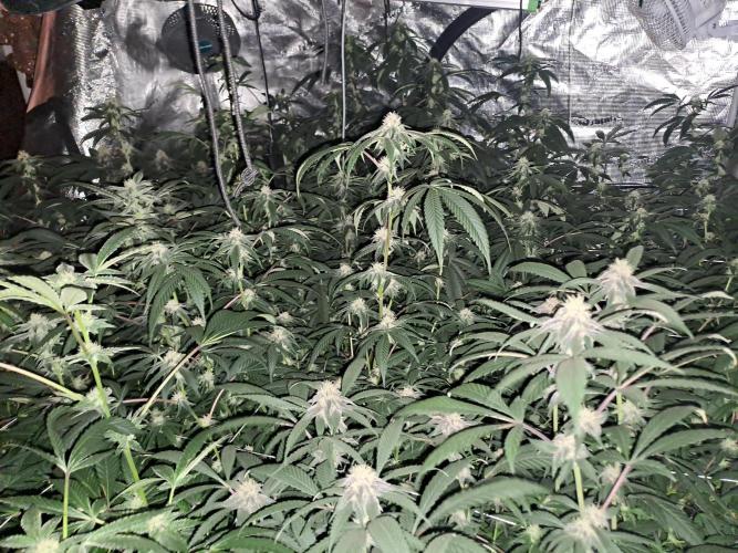 Grape Frappé. Week 14