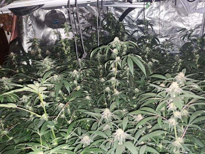 Grape Frappé. Week 14