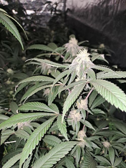 Grape Frappé. Week 14