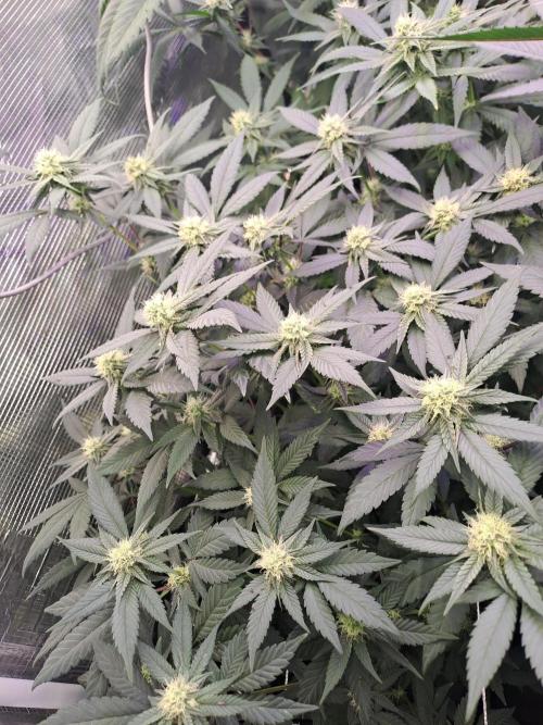 Grape Frappé. Week 14