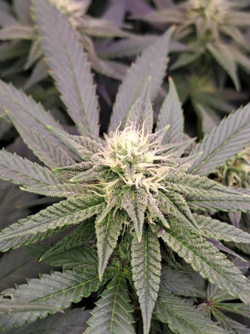 Grape Frappé. Week 14